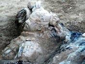 Las terracotas excavadas el día 10 