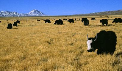 草原牦牛风景图片大全