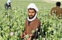 UN: Afghan opium production hits record