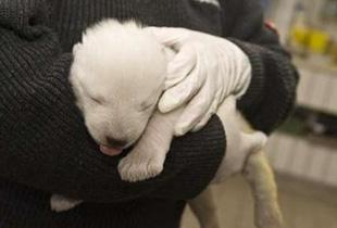 A handout picture shows a polar bear cub born by polar bear Vera at the zoo in Nuremberg January 10, 2008. The German media on Thursday predicted a bright future for the female polar bear cub. [Agencies]