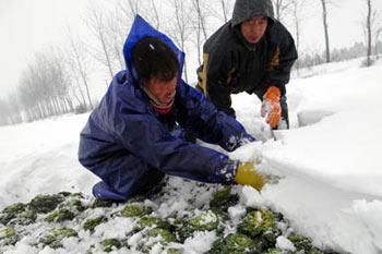 Farmers harvest vegetable in the snow-covered fields in Dayu township of Hefei, capital of east China's Anhui province, Jan. 27, 2008. A rare heavy snowfall hit the city recently. The local government urged vegetable growers in the suburb to speed up vegetable transportation in order to meet the market demand. (Xinhua Photo)