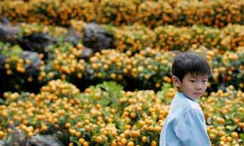 A boy looks at flowers at the New Year Fair held at the Victoria Park in Hong Kong, south China, on Feb. 3, 2008. (Xinhua Photo)