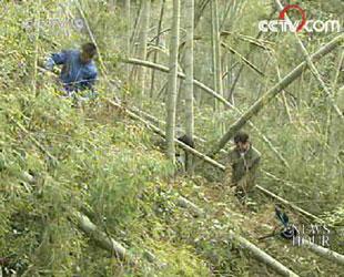 The severe snow storm has cost China's forest industry 57.3 billion yuan in economic losses.(CCTV.com)