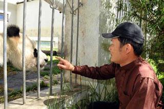 Huang Yan, deputy general engineer of the center, observes a pregnant Panda at the China Wolong Giant Panda Protection and Research Center in southwest China's Sichuan Province, May 23, 2008. The May 12 earthquake killed five staff at the Wolong-based China Giant Panda Protection and Research Center. Three of 10 pandas that went missing have not been found. The center has 60 pandas now. (Xinhua Photo)