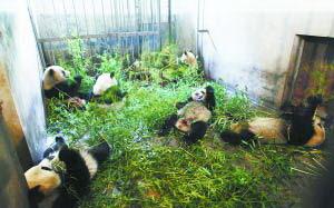 Eight pandas from the Wolong Giant Panda Reserve in Sichuan Province are due to arrive in Beijing on Saturday.