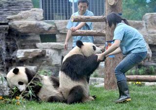 A feeder plays with giant pandas at the Beijing Zoo in Beijing, capital of China, June 2, 2008. Eight giant pandas, the "Olympic Pandas" chosen by netizens, were flown to Beijing from Chengdu, capital of southwest China's Sichuan Province, on May 24, after they were evacuated from the earthquake-hit Wolong Nature Reserve. They will meet with tourists on June 5. (Xinhua Photo)