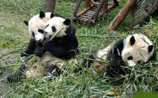 Panda nature reserves in Sichuan took a beating in the earthquake. The State Forestry Administration says 53,000 hectares have been completely destroyed.