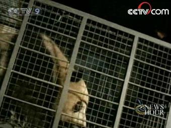 14 pandas were sent to safer areas soon after the tremor.