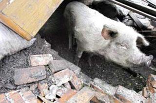 A 330-pound hog survived 36 days in the ruins of its sty, destroyed by last month's Sichuan Province earthquake, by chewing down charcoal and drinking rainwater.The no-longer-big-pig in Pengzhou City was down to one-third of its weight.(Xinhua Photo)