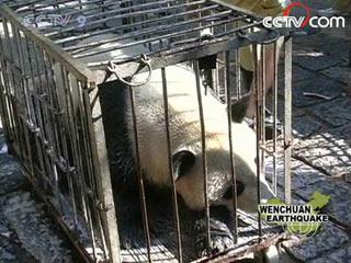 Several giant pandas from the Wolong breeding base in Sichuan Province are being moved over fears of landslides during the rainy season.