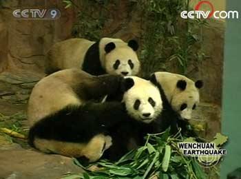 Some pandas were relocated to natural reserves and zoos.