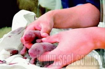 Four giant pandas have been born within 14 hours of each other at a research center in Southwest China's Sichuan Province.