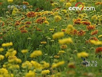 When Beijing won the bid seven years ago to host the 2008 Olympics, the city promised to improve its environment and host a Green Games.