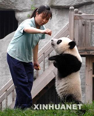 The China Conservation and Research Center for the Giant Panda has announced updated information on the situation of pandas in Sichuan.