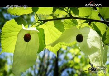  Chinese dove trees are gifts from the Qiang ethnic minority in Wenchuan, the epicenter of the May 12th earthquake in Sichuan Province.