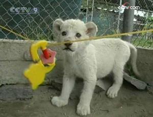 A zoo in Mexico has come up with a down to earth way to educate children about the environment.(CCTV.com)