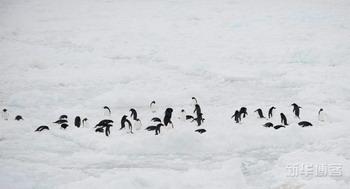 Antarctica Animals