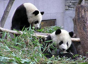 An online blog has been set up for the cubs, named Tuan Tuan and Yuan Yuan.