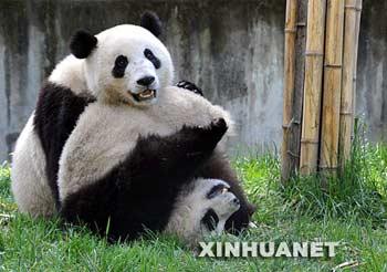 The two pandas donated by the Mainland to Taiwan will fly to the island before Christmas. 