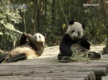 Tuan Tuan and Yuan Yuan will board a plane from Taiwan and be housed at the Taipei city zoo. 