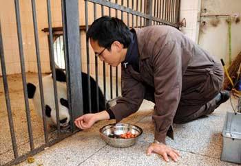 A caretaker of the Taipei zoo trains Yuan Yuan, one of the two pandas donated and will be sent by the Chinese mainland to Taiwan, at a panda breeding base in Ya'an, southwest China's Sichuan Province Dec. 21, 2008. A Taiwan-based Eva Air flight left here Monday morning for the mainland to pick up two pandas offered to Taiwan as a gesture of goodwill.(Xinhua Photo)
