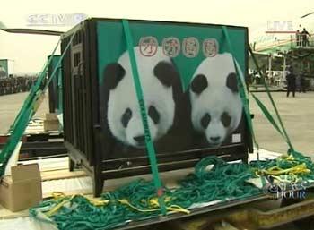 A pair of giant pandas offered by the Chinese mainland to Taiwan left here on Tuesday for the island. 