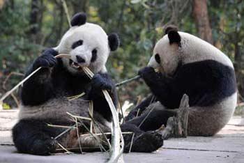 Photo taken on Dec. 11, 2008 shows the giant Pandas Tuan Tuan (L) and Yuan Yuan, who will be sent to Taiwan, eat bamboos in a breeding base in Ya'an, southwest China's Sichuan Province. This pair of giant pandas is scheduled to travel to the Taiwan island on Dec. 23. They are expected to meet the public at the Spring Festival, the Chinese lunar new year, but that will depend on how they adapt to the new environment.