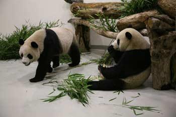 A pair of giant pandas take food in the Taipei Zoo in Taipei, southeast China's Taiwan Province, Dec. 23, 2008. The 4-year-old giant pandas, Tuan Tuan and Yuan Yuan offered by the Chinese mainland arrived in Taiwan by air on Dec. 23, 2008. (Xinhua Photo)