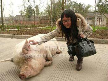 Pig survived in the 5.12 quake is accommodated in Jianchuan Musume.Known as "Strong Pig",its weight has dramatically increased after the earthquake. 