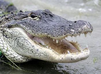 An alligator had to be subdued with a volleyball net when it wandered into a scout camp on the sleepy south-east coast of Australia.(File Photo)