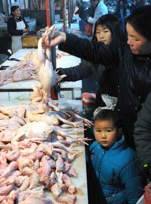 Customers select chicken at a market in Tianjin, north China, Jan. 8, 2009. Experts have begun to inspect the poultry in Beijing, Tianjin Municipality and Hebei Province in north China after a 19-year-old woman died from bird flu virus in Beijing on Monday. No epidemic outbreak has been reported in northern China at present. (Xinhua/Liu Haifeng) 