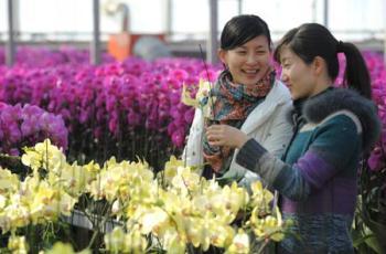Young women buy moth orchids in a greenhouse of Zhejiang University in Hangzhou, capital city of east China's Zhejiang Province, Jan. 15, 2009. The local flower business heats up in the market as the Chinese traditional Spring Festival approaches. (Xinhua/Xu Yu) 