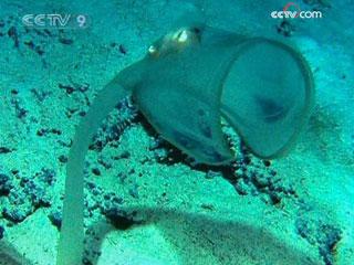 US and Australian scientists have uncovered new marine life in deep waters off the Australian state of Tasmania.(CCTV.com)