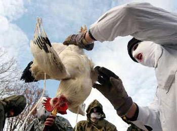 An expert from the China Disease Prevention and Control Center says a human epidemic of the disease is not likely to occur.