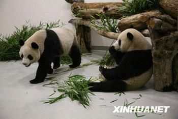 The pandas will be shown to the public during Spring Festival.