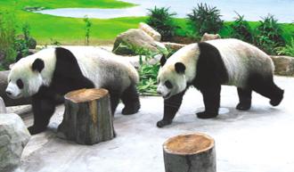 Taipei Zoo will give the two pandas vaccines and train them for their debut on the first day of Spring Festival.