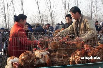 A 31-year-old woman has died of bird flu in the Xinjiang Uygur Autonomous Region.
