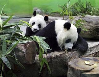 Tuan Tuan and Yuan Yuan are displayed their new enclosure at the Taipei City Zoo in Muzha on Saturday January 24, 2009.(AP Photo/Guo Ru-hsiao/Pool)