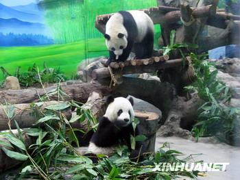  A Giant panda fever has swept Taiwan since a pair of pandas from the Chinese mainland made their official debut at a Taipei zoo Monday, the first day of Chinese Lunar new year.