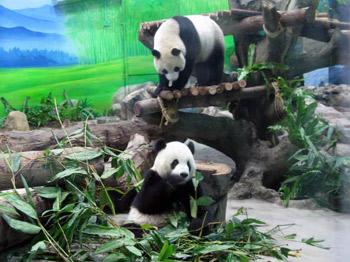 Giant pandas "Tuantuan and Yuanyuan" have attained celebrity status in Taiwan over the festive season. 