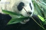 Giant pandas adapting well to life in Taipei Zoo