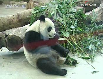 Tuan Tuan and Yuan Yuan have a big appetite and eat about 60 kilograms of bamboo a day. 