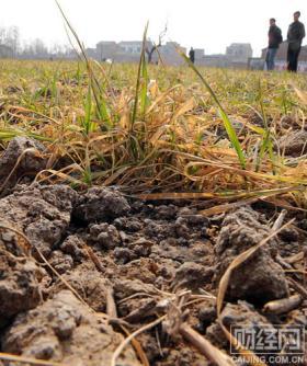 The lack of rainfall since last winter has created a severe drought in 15 provinces of China, affecting more than 140 million mu, or 9.3 million hectares of wheat.