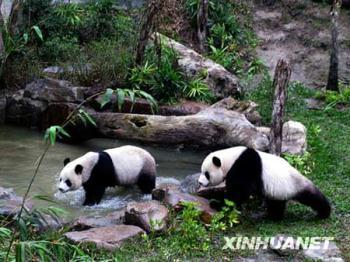 The pandas "Tuan Tuan" and "Yuan Yuan" play outdoors at the Taipei Zoo on Feb. 14, 2009. (Xinhua Photo)