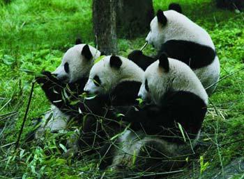 The reserve had been in operation since 1963 and had 143 wild pandas in the third national panda count in 2000, taking 10 percent of the total across the country.