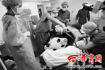 Meng Yong'an, a prestigious Chinese eye surgeon, said on Friday that a follow-up examination of an elderly giant panda Xiaoming proved the cataract removal surgery that he did on Dec. 20 last year successful.