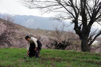 Villager Zhoema of the Tibetan ethnic group works in the field at the bank of the Nyang River in Nyingchi of southwest China's Tibet Autonomous Region, March 8, 2009. Peach trees have blossomed to welcome the spring season in the area.(Xinhua/Ye Hui)