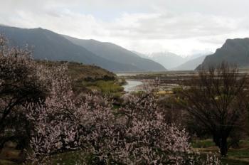 Peach trees blossom to welcome the spring season at the bank of the Nyang River in Nyingchi of southwest China's Tibet Autonomous Region, March 8, 2009.(Xinhua/Ye Hui)