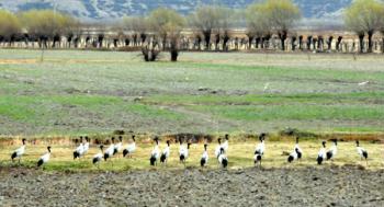 Black-neck cranes play at the bank of the Nyang River in Nyingchi of southwest China's Tibet Autonomous Region, March 9, 2009. (Xinhua/Ye Hui) 
