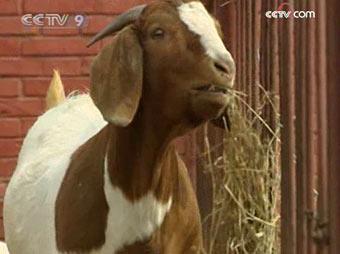 The two-year-old mother, Jinying, is China's first boer goat cloned from somatic cells.